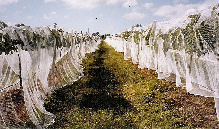 Wedding dresses bundaberg