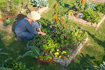 Résultat de recherche d'images pour "planter dans un carré potager"