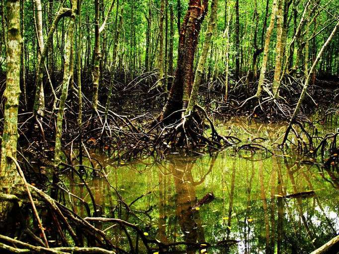 Ecology Mangrove Swamps Aquatic Science by Sky and Anna