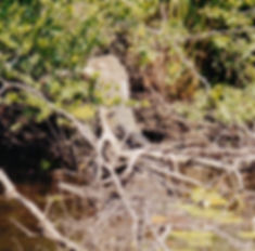 Crocodile sunning itself along the New River in Belize