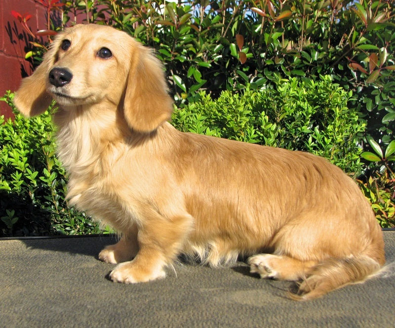 Wix Com Website Built By Tanddminidoxies Mini Dachshund Breeders