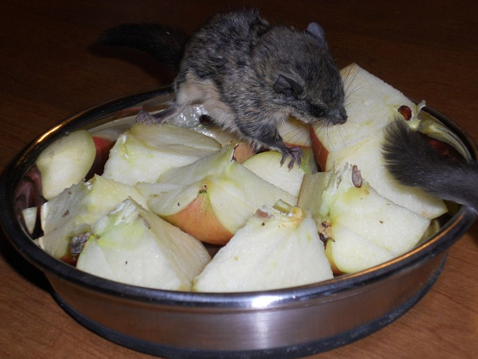 Janda Exotics Animal Ranch Kingsbury Texas Flying