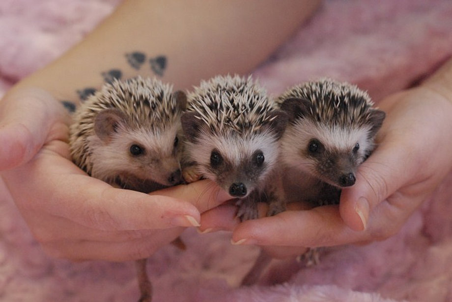 pet hedgehog lifespan