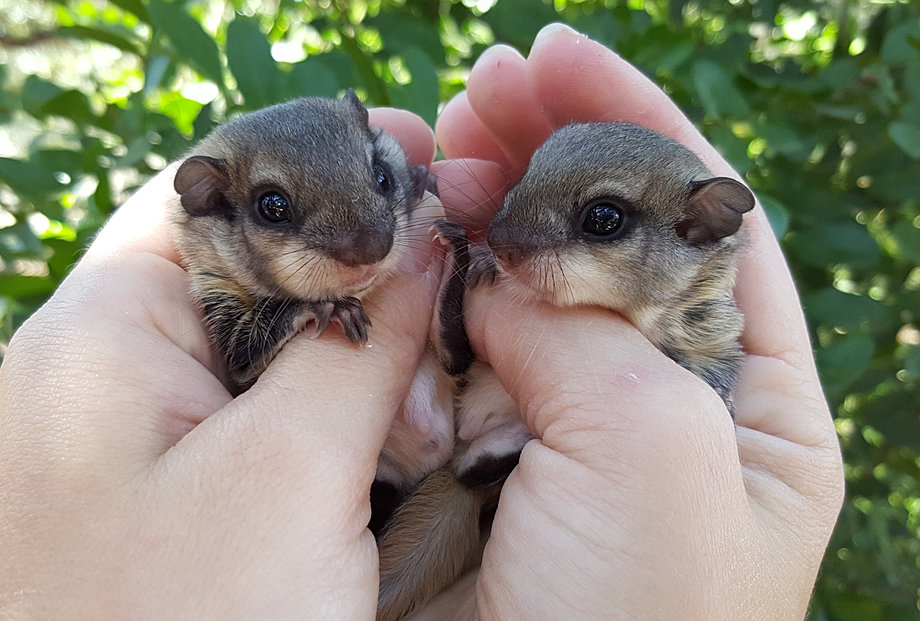 Janda Exotics Animal Ranch Kingsbury Texas Flying Squirrels