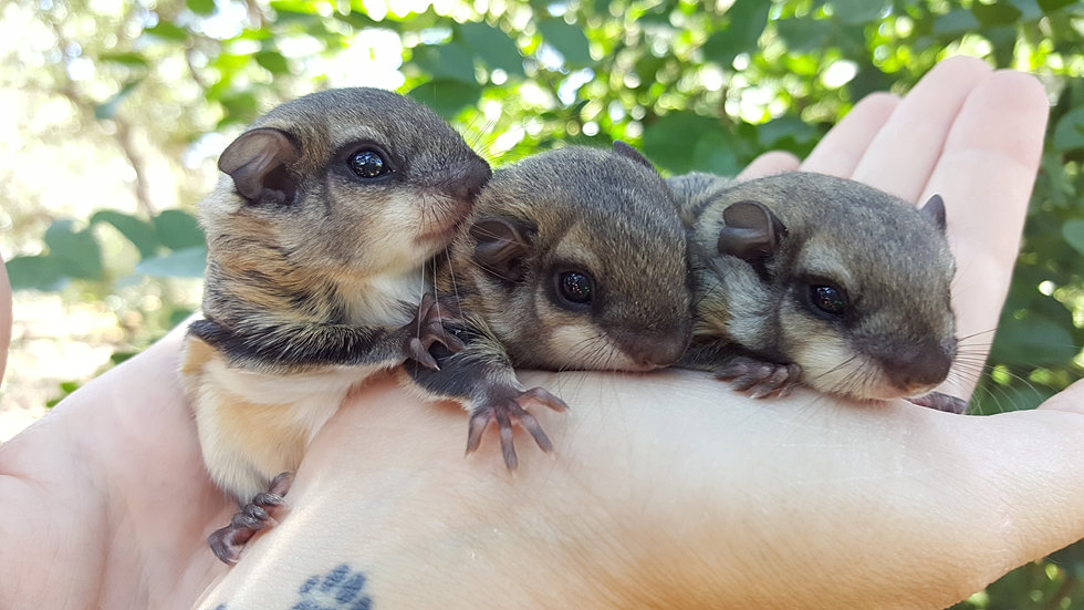 Flying Squirrel Baby Diet downloadsinter