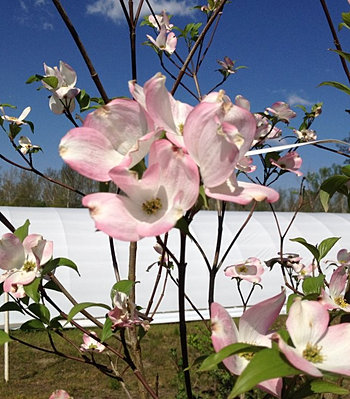 Gardener nursery richmond