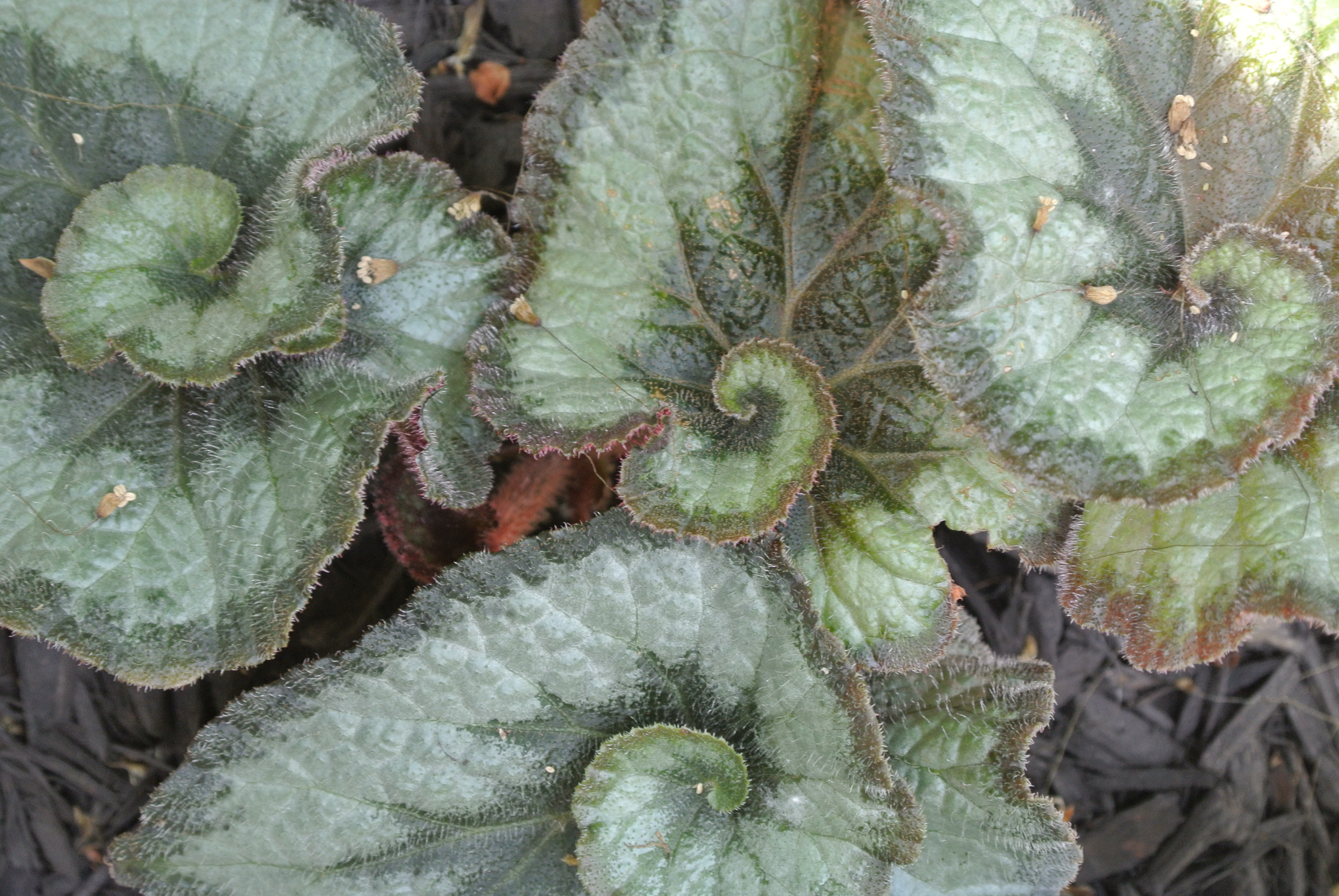 Image Result For The Artful Gardener