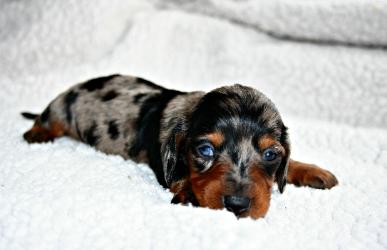 dachshund puppies ma mini dachshund puppies for sale in ma dachshund puppies ma mini dachshund puppies for sale in ma