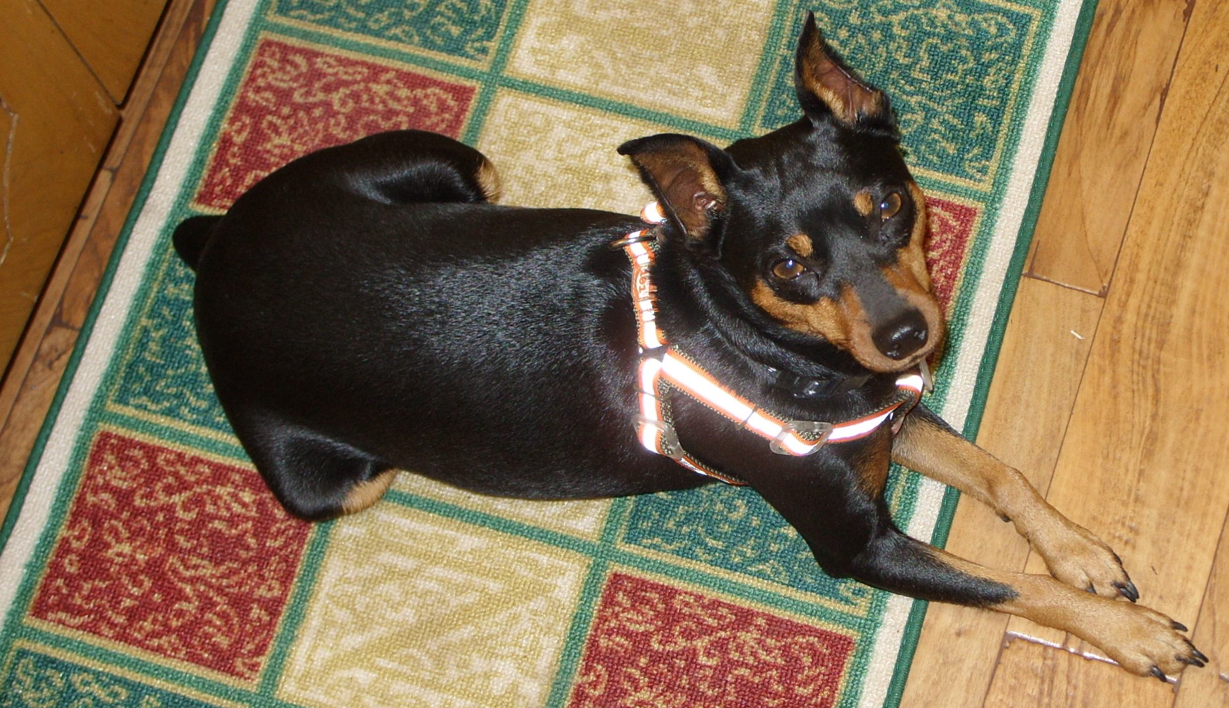 Miniature Pinschers of Texas Raised in our Home