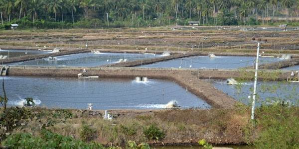 petambak udang vaname di lung selatan merugi akibat petambak udang vaname di lung selatan merugi akibat