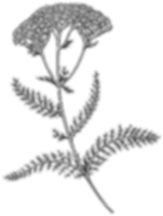web-yarrow-test-1.png