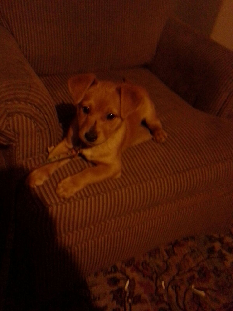 Chihuahua Mix