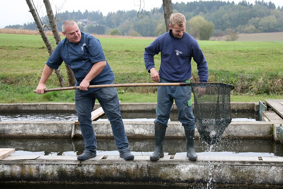 Fisch von der Familie Marzi