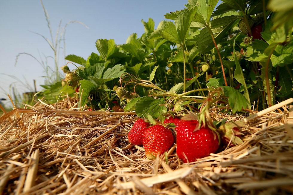 Erdbeeren von Margit Holzer