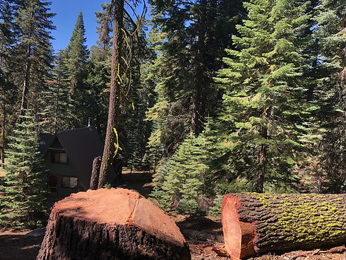 fell tree.jpeg