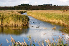 wetland-image.jpg