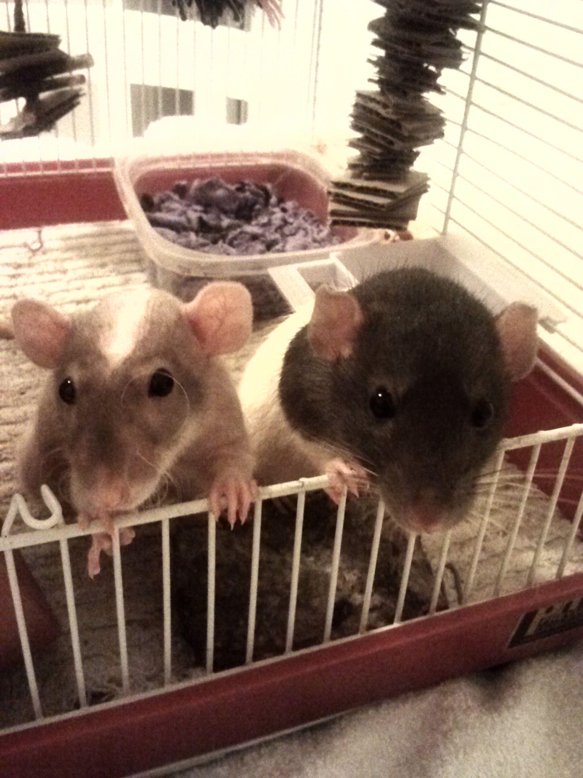 Caring Creations Rat Paw Print Art DIY
