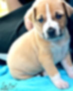 Releashed Rescue Adopted Foster Dog