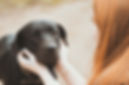 Black Dog