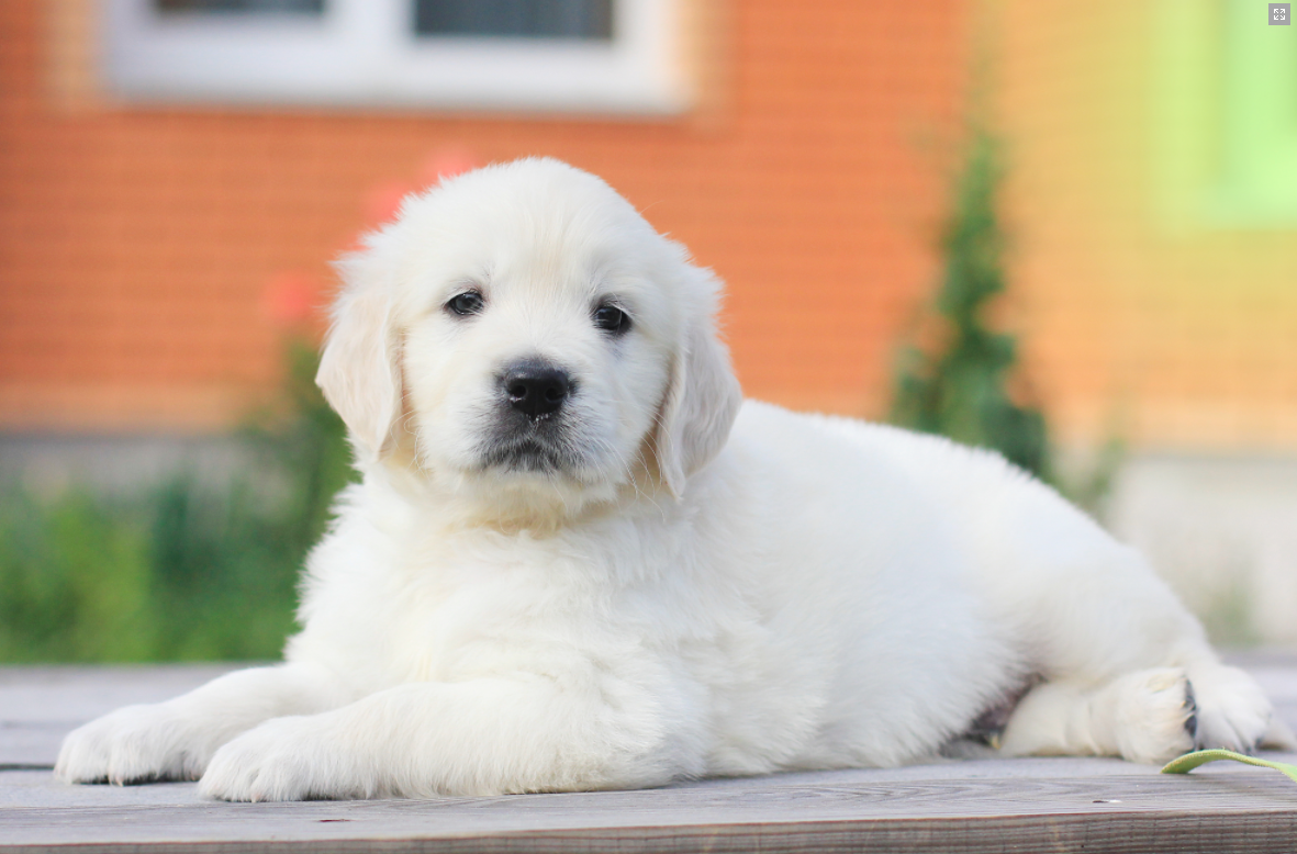 Our Boys Silver Butte Golden Retrievers