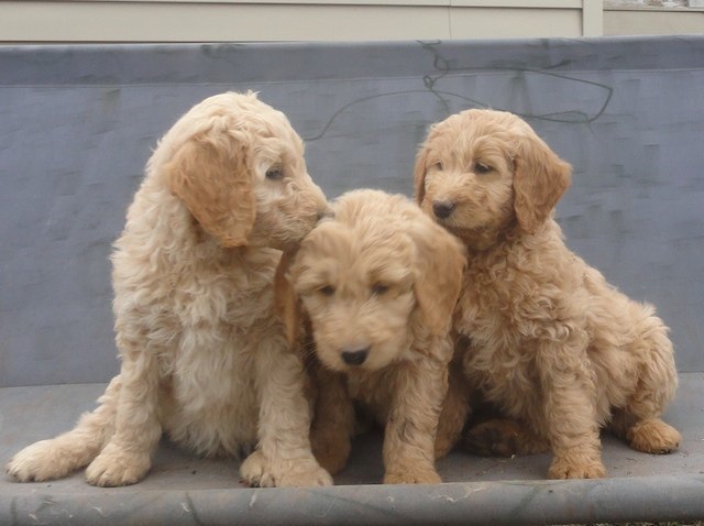 goldendoodle puppies for sale in tn goldendoodle puppies for sale in tn gooldendoodles goldendoodle puppies for sale goldendoodle puppies for sale in tn goldendoodle puppies for sale in tn gooldendoodles goldendoodle puppies for sale