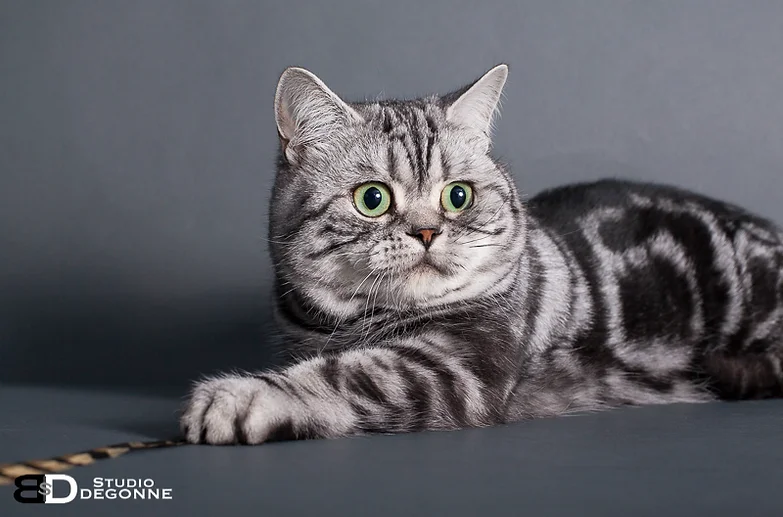 British Shorthair True Colors