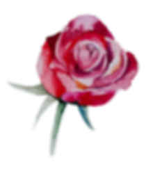 Rose 3
