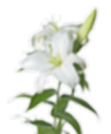 wp470f0715_06.png