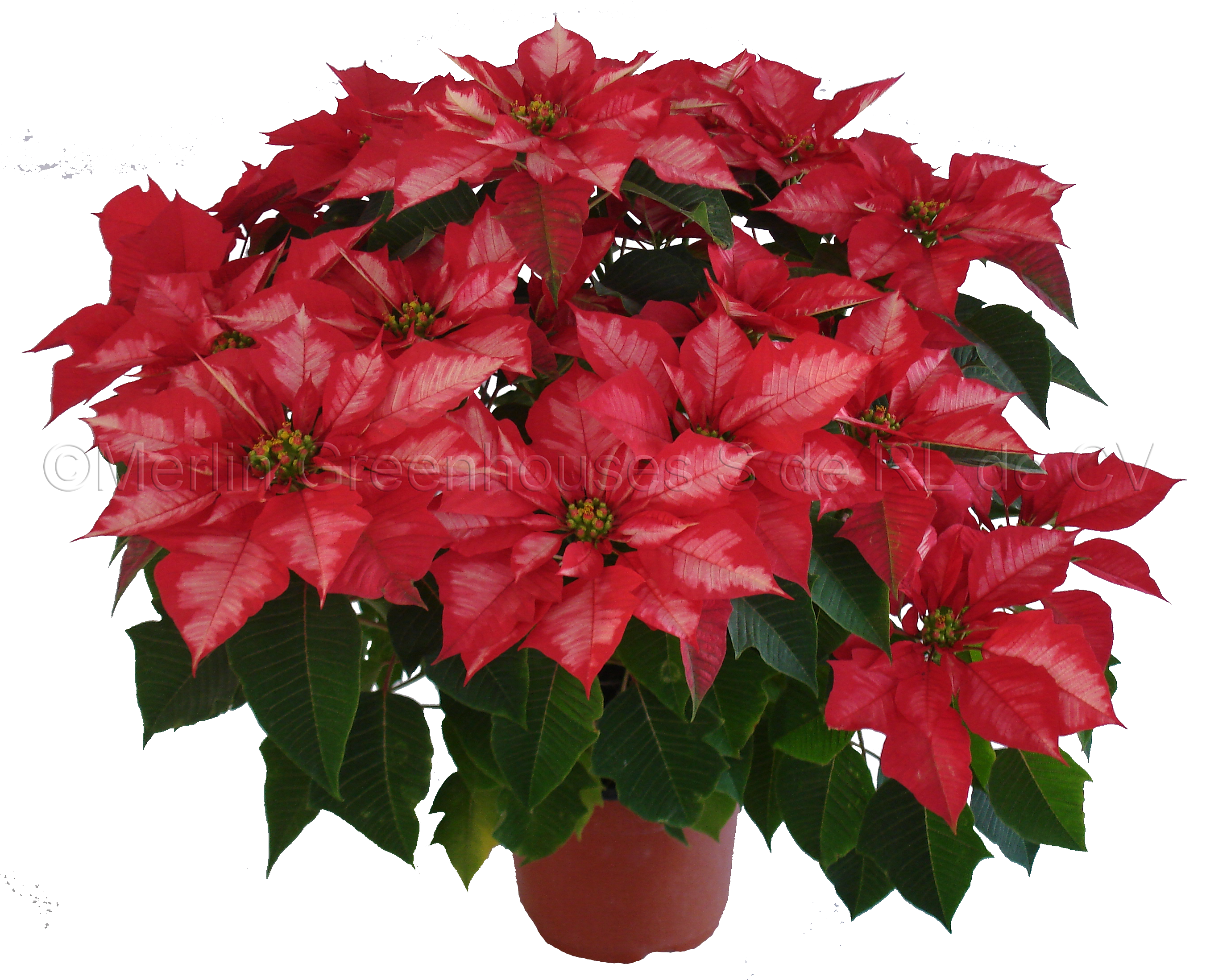 Imágenes de flores de Nochebuena - Imagui