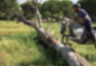 jumping horse trail in donana