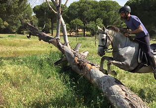 jumping horse trail in donana