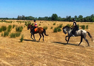 tourisme equestre a el rocio, cheval andalou, chevaux andalous