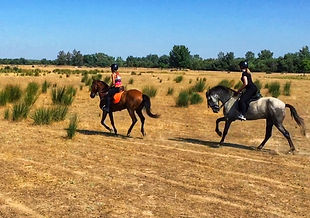horse riding experience in el rocio, andalusian horses