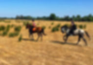 visitar el rocio a caballo, paseo a caballo por el rocio, caballos andaluces