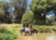 Rutas a caballo andalucia, caballos españoles