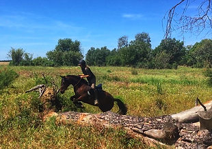 balade a cheval a el rocio, cheval espagnol PRE