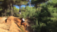 Rutas a caballo Doñana, caballo español