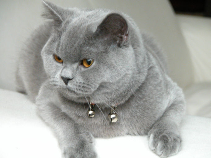 British Shorthair Blue Cat Breeder London Sw5 Britanka Wix Com