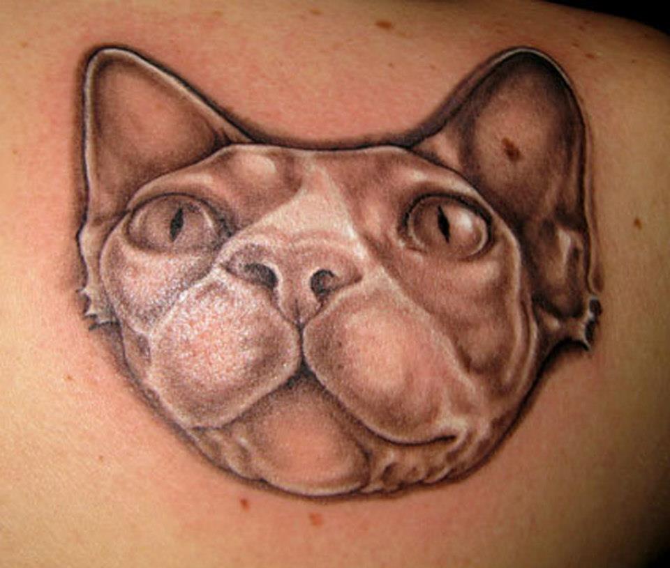 lookingglassnj sphynx cat portrait by amber opal lookingglassnj sphynx cat portrait by amber opal