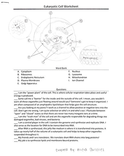 Cell  diseases  Animal and Babbileo Plant animal Structures worksheets