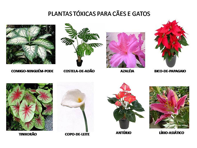 PLANTAS_TÓXICAS_PARA_CÃES_E_GATOS