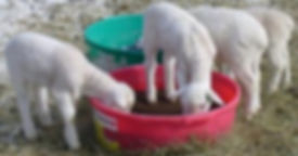 lambs_march_5_2011.jpg