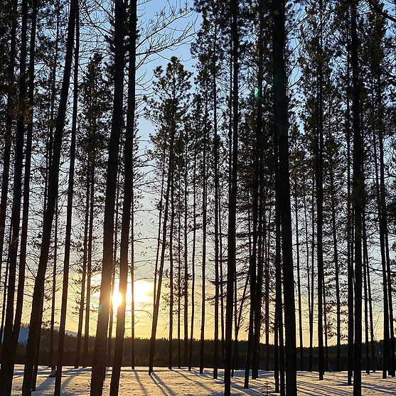 Yukon-Trees.jpg