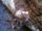 Root Intrusion in pipe