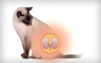 Resultado de imagen para insuficiencia renal en gatos