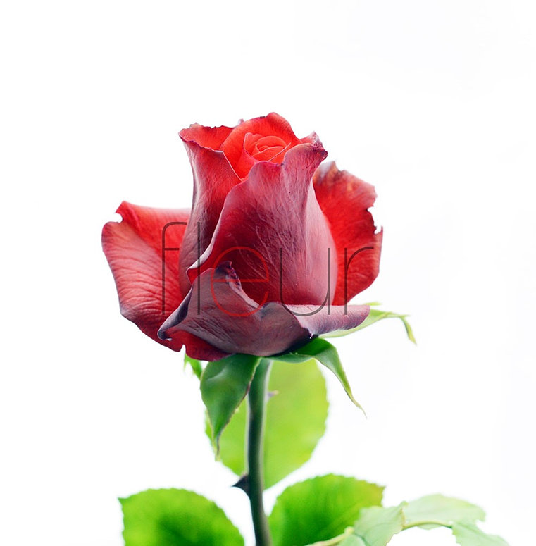 Мастер-класс роза от fleur Мастер-класс роза от fleur