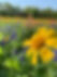 IMG_0977.jpeg