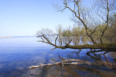 Forêt_Yverdon_0407_058_edited.jpg