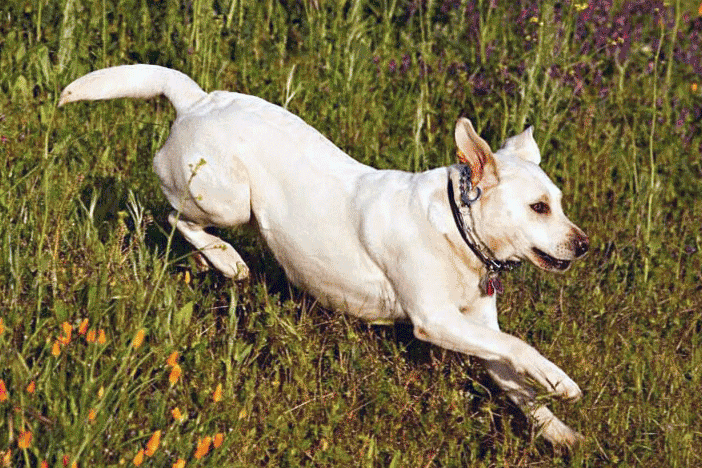 the joy of owning a labrador retriever with the most devoted dog