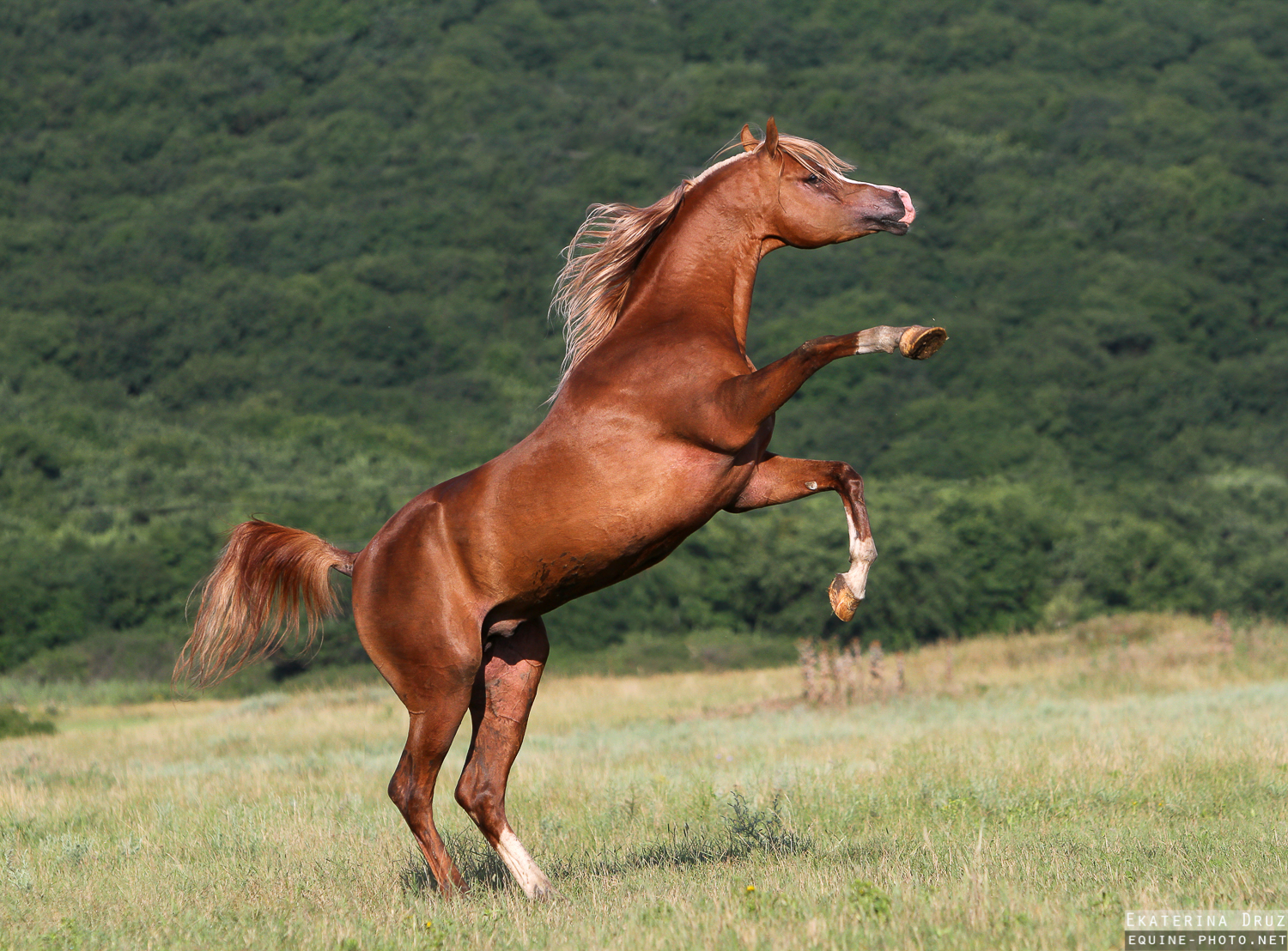 Girl taking stallion cock